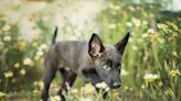 Dutch Shepherd Puppies: Cute Pictures and Facts
