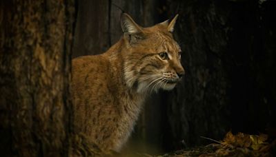 "La mayor recuperación de una especie felina jamás alcanzada": El lince ibérico, salvado de la extinción