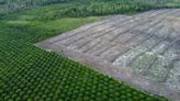 Government delays allowing commodities from deforestation to enter UK, says WWF