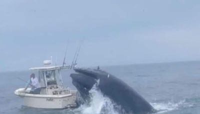 Watch: ‘Angry’ whale capsizes boat with two sailors on board