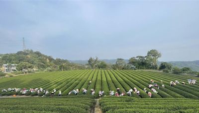 東方美人採茶團高齡化 10年後恐無人可採