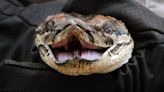 Loxahatchee Wildlife Refuge goes on offense to fight invasive Burmese python spread