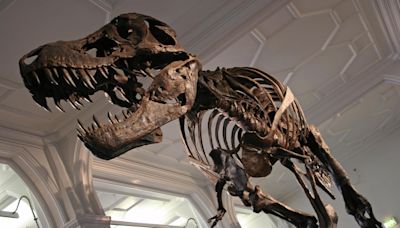 12 incredible dinosaur finds that sold for a fortune