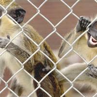 USDA probes death of monkey at Wake Forest medical school research facility
