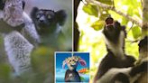 Lemurs in the wild sing with a distinct rhythm, study finds