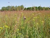 Jay C. Hormel Nature Center