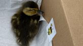 ‘Lucky ducklings’ rescued from Norton Shores sewer