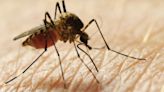 West Nile virus detected in mosquitoes in East Baton Rouge