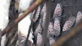 Spotted lanternflies have returned for the season. What we can expect this year