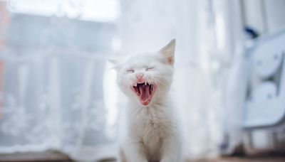 Small White Kitten 'Screams' Instead of Meowing at Adopters to Get Them to Notice Her