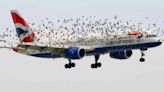 Fact Check: Story Alleges Pilot Reacted Emotionally When He Realized Why Birds Were Flying Alongside His Airplane. Here Are...