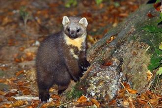 Marten