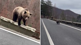 Bears chase cars on mountain road in Romania