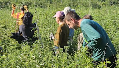 Prairie restoration effort paying off in Kendall County