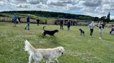 Super-cheap Ollerton dog playground is the perfect place to wear out your pooch