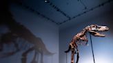 What was the biggest dinosaur ever discovered? Spoiler, it's not the T. Rex.