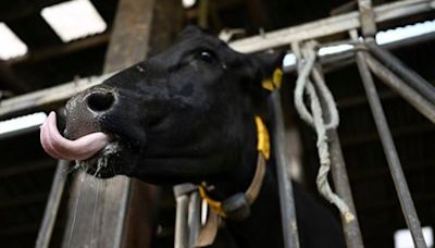 Norway reports first cases of bluetongue disease in livestock since 2009 - The Boston Globe