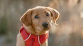 Whistler Adds New Adorable Avalanche Rescue Puppy To Ski Patrol