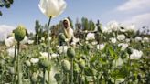 Poppy cultivation has decreased in Manipur over past 4 years, says survey report