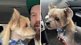 Man brings tiny dog for a new haircut, can't cope with end result