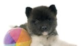 Akita Puppies: Cute Pictures and Facts