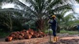 Así va la producción de palma en prácticas sostenibles del Pacto Verde Europeo