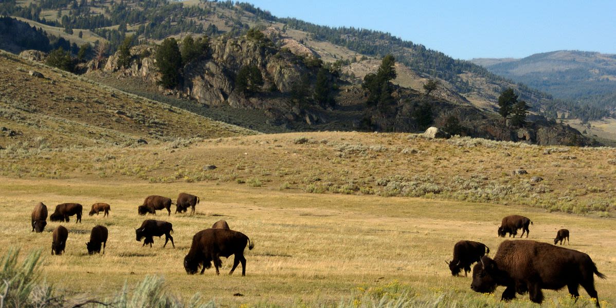 Yellowstone Tourist Injured And Arrested After Allegedly Kicking Bison