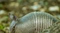 Armadillos in Chicago? This southern animal is migrating north