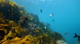 Científicos trabajan contrarreloj para descrifrar los secretos de los kelp y salvarlos de la extinción