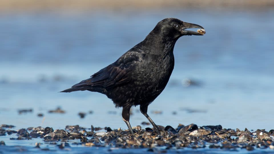 Crows can count up to four, a new study finds
