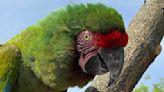 Macaws take trip outside Roger Williams Zoo