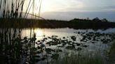 ‘Subtle on the views,’ big on wildlife: What to know about Everglades National Park