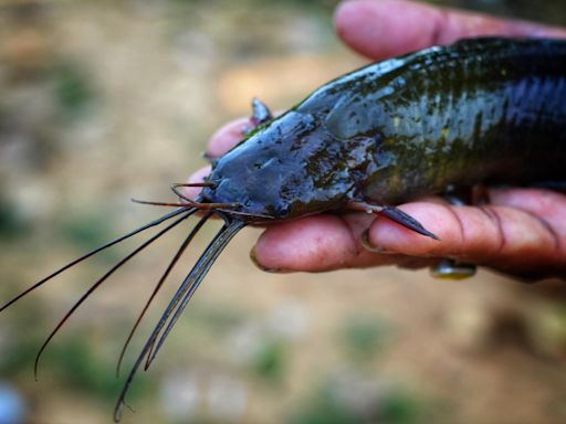 Hurricane Debby sends walking catfish to Florida homes