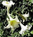 Lilium philippinense