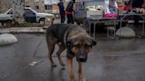 Turquía analiza el sacrificio de 4 millones de perros callejeros en caso de no encontrarles dueño