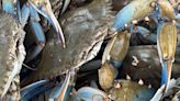 Survey says there are fewer blue crabs in Maryland this year