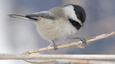 How these feathery 'memory geniuses' remember where they stashed their food