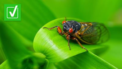 Yes, cicadas passed peak emergence in Missouri and southern Illinois. Here's what that means