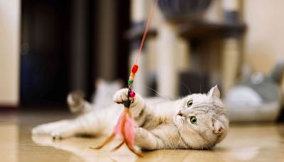 10 of the Most Playful Cat Breeds for Active Families