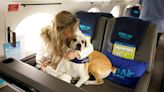 Bark Air Offers Fancy Chartered Jet Flights For Pampered Pooches And Their Opulent Owners
