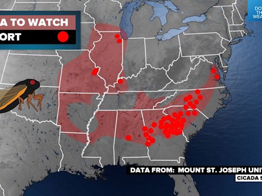 Tracking cicadas 2024 | Where have they emerged so far?