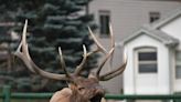 Rocky Mountain National Park, Estes Park fall viewing guide: Best places to see elk, aspen