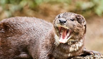 Son enfant attiré dans l'eau par une loutre, une mère a un réflexe héroïque