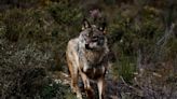 La justicia europea tumba la norma de Castilla y León que permite la caza del lobo