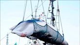 中英對照讀新聞》Japan proposes expanding commercial whaling to fin whales 日本提議擴大商業捕鯨至長鬚鯨 - 中英對照讀新聞 - 自由電子報 專區