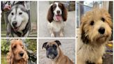 The five dogs looking for forever homes at Many Tears Animal Rescue