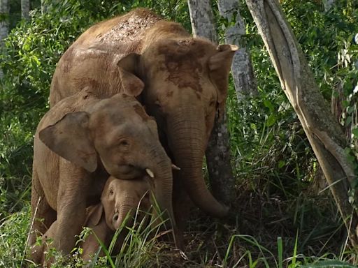 Declararon en peligro de extinción al elefante más pequeño del mundo