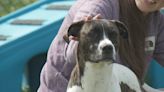 Shelter Strain: Pet surrenders go up as adoptions go down