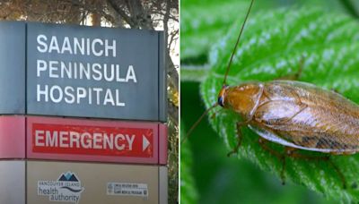 Cockroaches Found at British Columbia Island Hospital but 'These Bugs Do Not Bite,' Health Authority Says