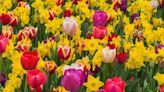Tulips and daffodils will give you a bumper display of flowers with 1 easy task